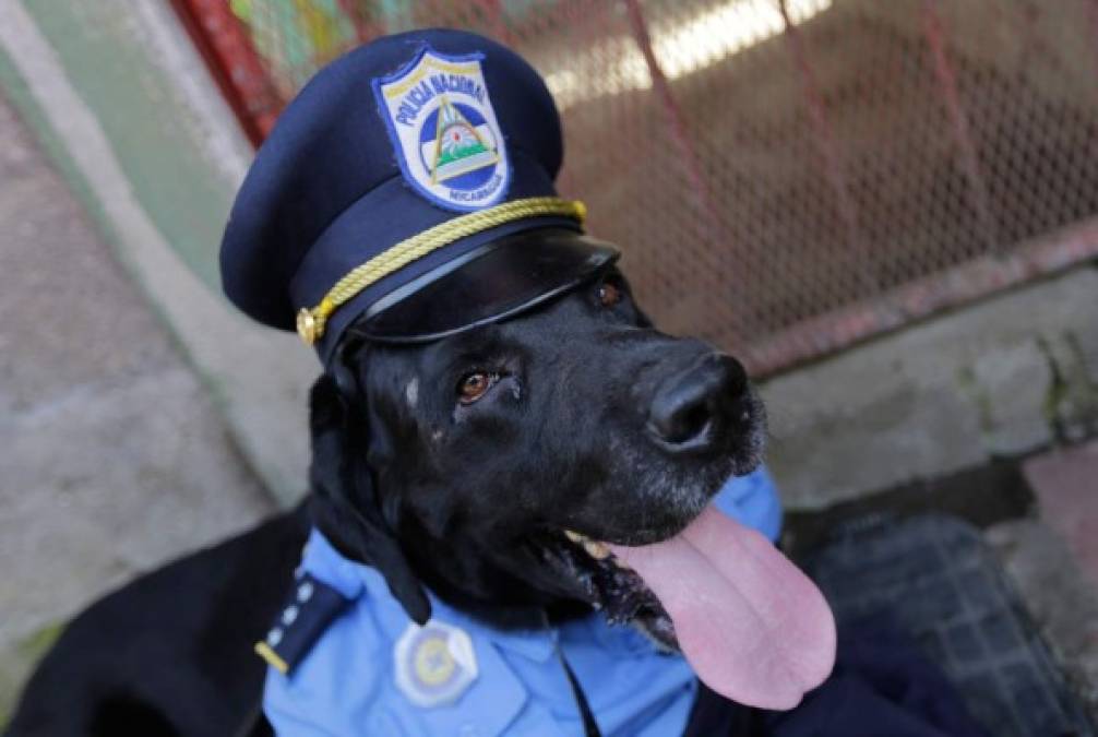 Este can parece ser una nueva clase de 'perro policía'.