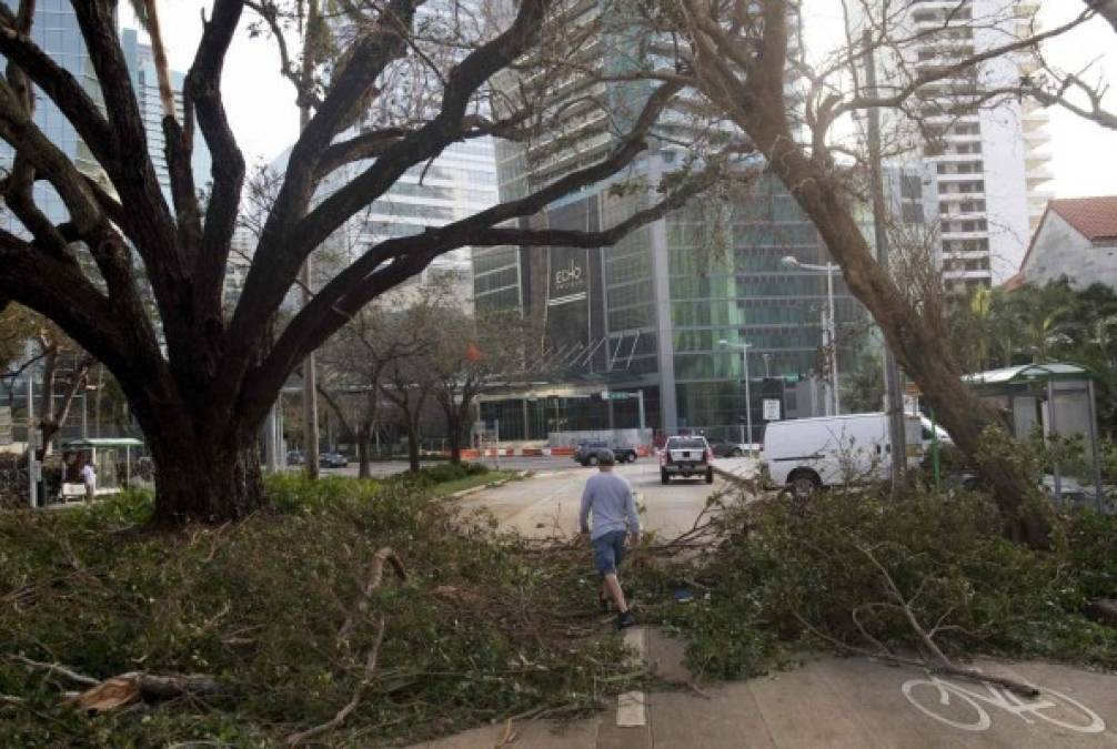 La avenida Brickell de Miami, que ayer estaba totalmente inundada, amaneció obstruida por la caída de varios árboles.