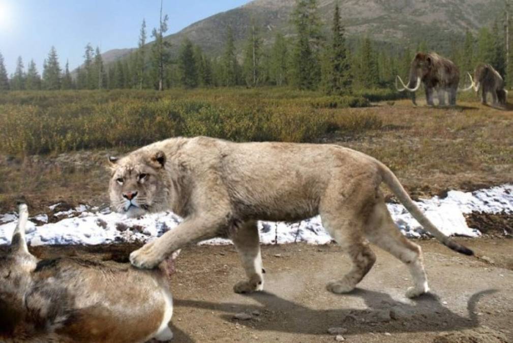 Esta felino denominado LEÓN DE LAS CAVERNAS vivió en un área que iba desde Europa Occidental hasta el Turkestan y aunque en un tiempo se creyó que estaba más emparentado con los tigres que con los leones, estudios modernos de su ADN confirman que era un león en toda regla. La mayor diferencia es que se cree que no tenían melena y si la tenían probablemente haya sido muy pequeña.