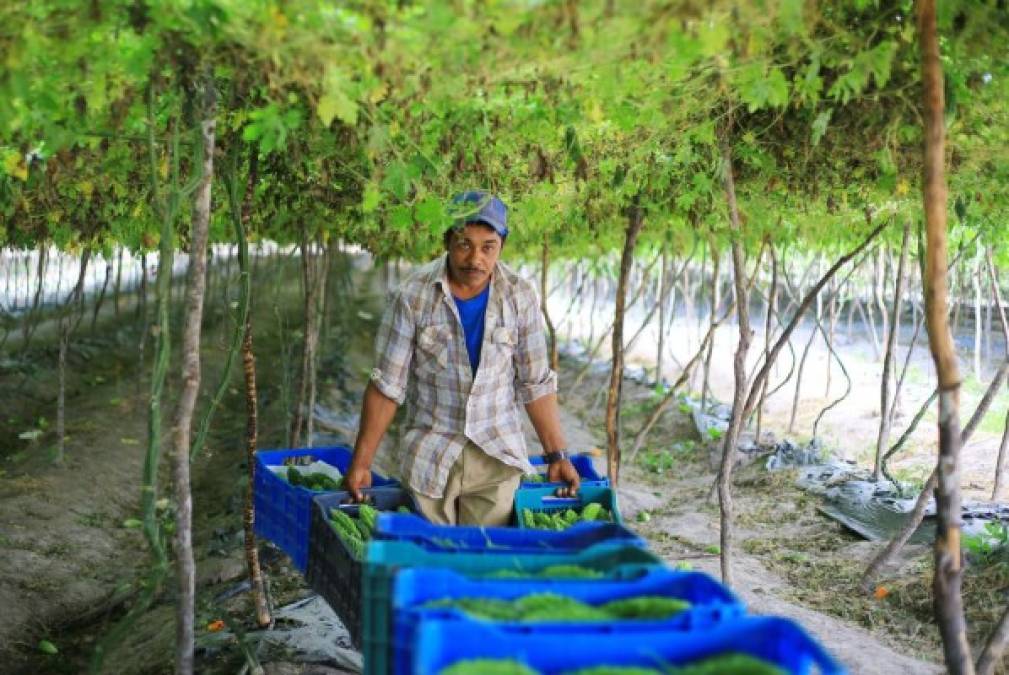 Exoneran del 15% del ISV 387 productos agrícolas. Con el objetivo de potenciar al sector agrícola nacional, el presidente Juan Orlando Hernández, acompañado de los representantes de diversos sectores productivos, presentó el 22 de agosto al Congreso Nacional el proyecto de ley que buscaba exonerar del pago del 15% del impuesto sobre la venta (ISV) la compra de insumos y equipos agrícolas.<br/>