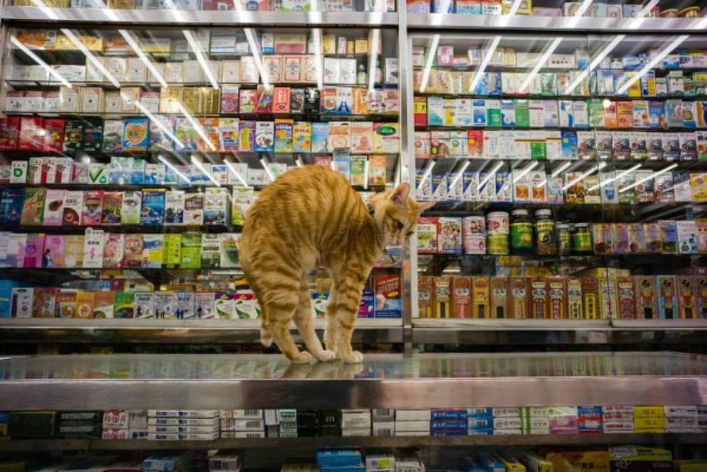 CURIOSO. “Asistente” de tienda. Un gato sobre el mostrador de una farmacia con medicina occidental y oriental, en Hong Kong. Foto: AFP/Anthony Wallace