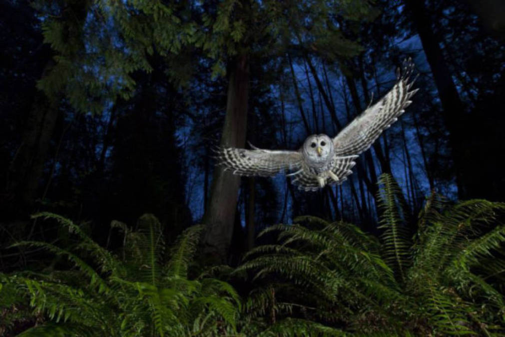 LA TRAYECTORIA DEL VUELO. Tras observar durante algún tiempo la trayectoria del vuelo de una lechuza en las inmediaciones de su casa en Burnaby, British Columbia (Canadá), Connor Stefanison captó esta imagen utilizando una cámara a control remoto y tres flashes.