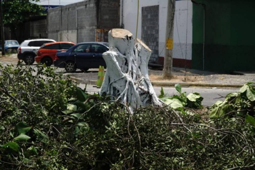 Cuadrillas de la Empresa Nacional de Energía Eléctrica, (Enee) de la Empresa Energía Honduras (EEH) y de la alcaldía podaron y cortaron varios árboles. <br/>