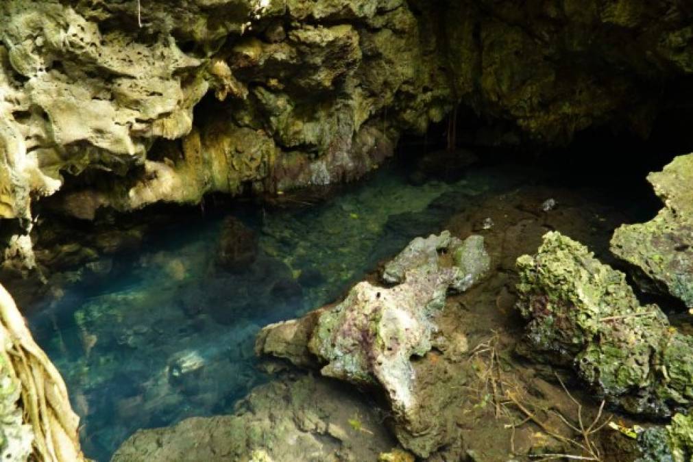 4. Las cuevas de agua dulce: Oculto entre los bosques del norte de la isla se encuentra este antiguo refugio de piratas cuyo recorrido ofrece una experiencia única sobre la historia de Utila. Las aguas frescas son hogar de numerosas especies marinas y sus alrededores albergan a las famosas iguanas del Caribe.