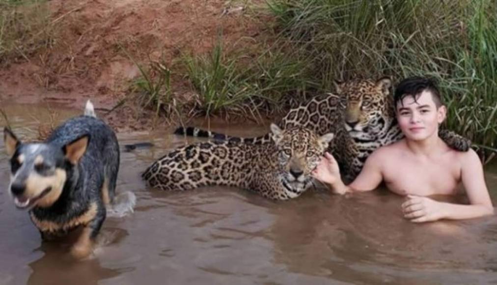 Esta imagen ha tenido enfrentados a los usuarios en redes sociales y por lo íncreble que puede resultar la foto ha dado la vuelta al mundo. En la insólita fotografía, un chico de doce años aparece bañándose en un río con dos jaguares que lo abrazan.