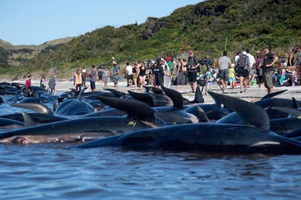 Más de 400 ballenas murieron al quedar varadas en una playa de Nueva Zelanda.
