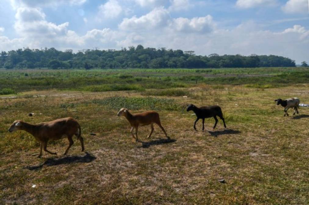 La laguna de Jucutuma, una joya natural de San Pedro Sula, desapareció y hoy solo quedan recuerdo de que algún día existió agua. AFP