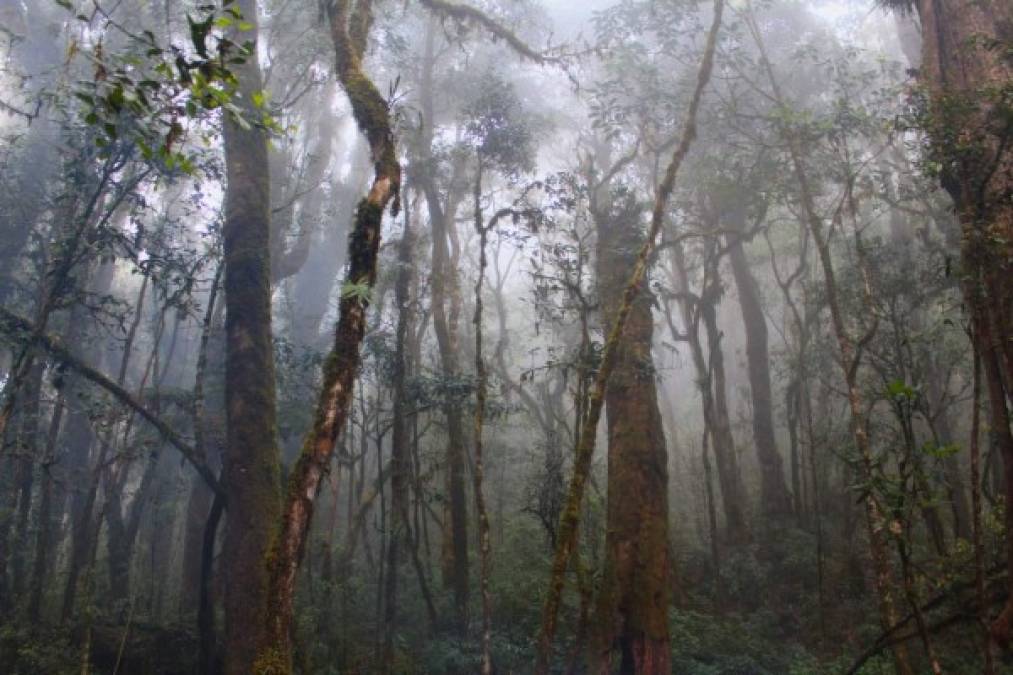 Como turistas, o amantes de la naturaleza necesitamos emociones nuevas cada día. Por ejemplo, vivir una experiencia inolvidable en el Parque Nacional Montaña de Celaque, recientemente declarada por la Unesco como biosfera mundial.