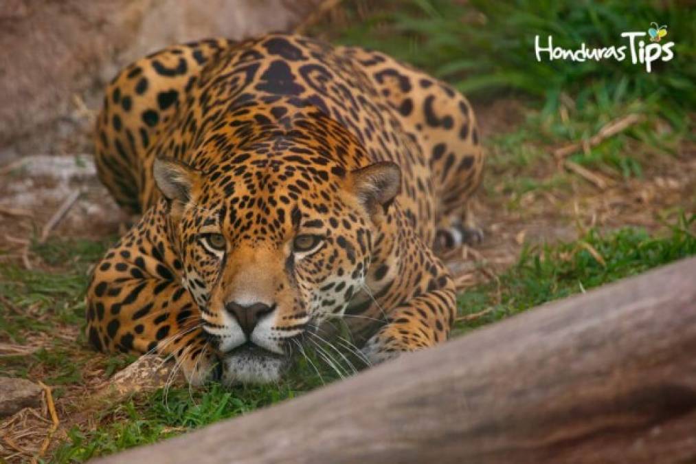 La presencia del jaguar en los paisajes productivos es de alto valor, ya que al ser un súper predador, regula las poblaciones de las especies que captura y estabiliza los ecosistemas en los que habita, lamentablemente en nuestro país está bajo la categorización de en peligro de extinción. Sus principales amenazas son, la pérdida y la fragmentación de su hábitat, la caza furtiva y la pérdida de presas.