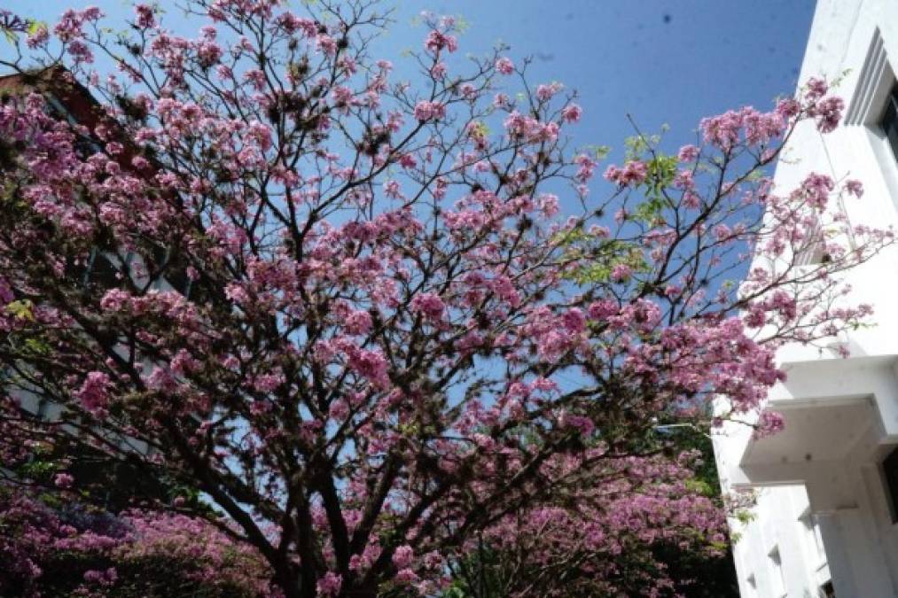 ¡Hermosa! Así luce la ciudad de San Pedro Sula con las flores de Macuelizo. / Fotos José Cantarero.