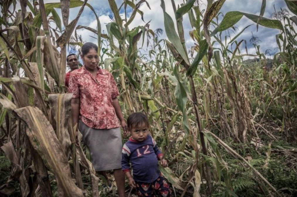 En la Montaña de la Flor nunca falta el maíz. En los hogares a veces solo hay para comer tortillas con sal o manteca.