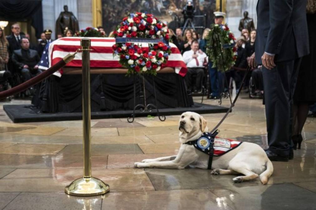 Las imágenes del Labrador junto al ataúd de Bush se han viralizado en redes sociales conmoviendo a miles de estadounidenses.