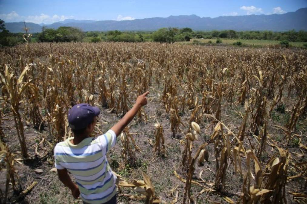 Según datos oficiales de la Secretaría de Agricultura y Ganadería, SAG, a la fecha se han perdido unas 50 mil manzanas de maíz de las 160 mil cultivadas. Departamentos como El Paraíso y Olancho han sido los más afectados.