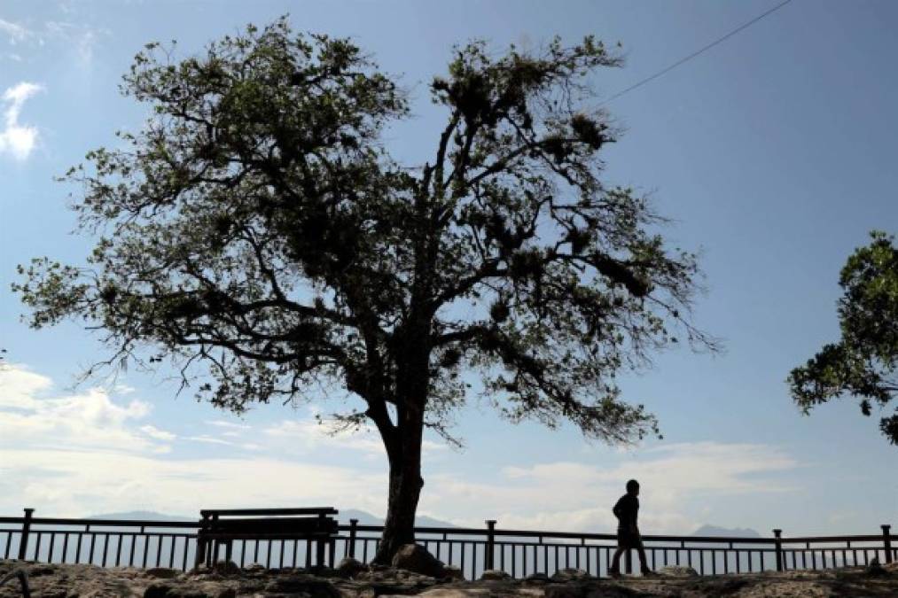 Honduras conmemora este domingo el 'Día del árbol' en un ambiente de mucha destrucción de sus bosques que arrastra desde hace mucho tiempo, lo que ha contribuido a la alta vulnerabilidad del país ante los desastres naturales. Fotos: EFE