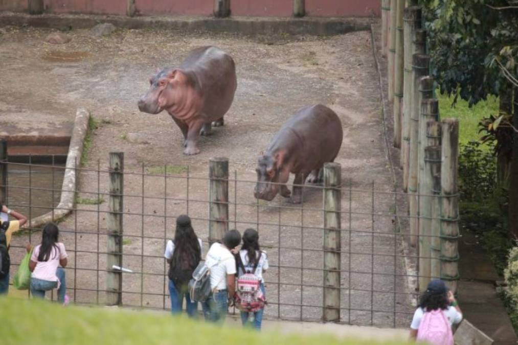 Debido a la crisis se vieron obligados a reducir a la mitad la planilla de sus empleados. 'De tener 48 personas para la asistencia de los animales, pasamos a 25'.