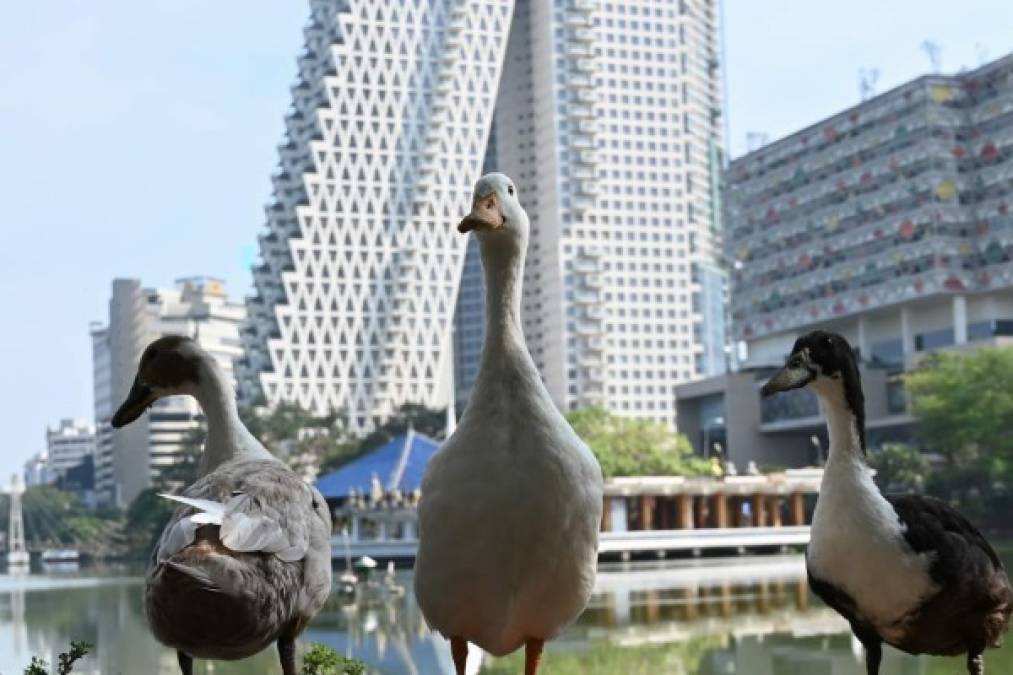 Patos fueron vistos en una calle desierta durante un toque de queda nacional en la capital de Sri Lanka.