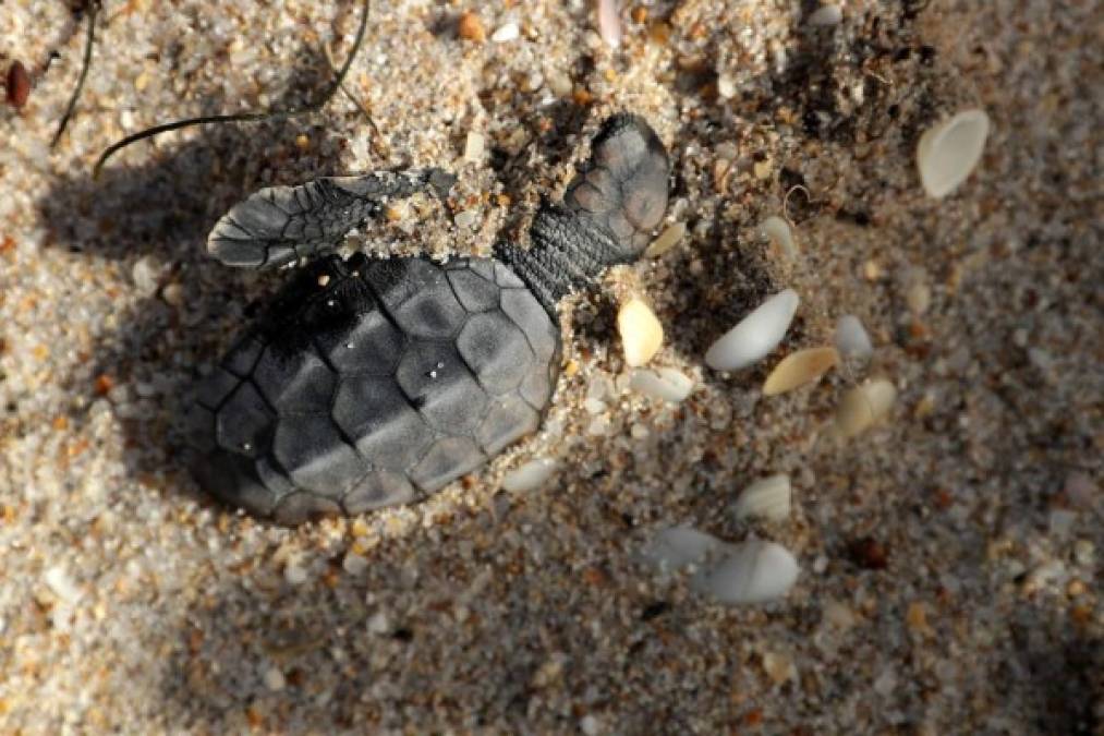 FORT LAUDERDALE, FL - SEPTEMBER 11: A Loggerhead sea turtle hatchling is half buried in the sand after drowning during Hurricane Irma along Fort Lauderdale Beach September 11, 2017 in Fort Lauderdale, Florida. Hurricane Irma made landfall as a Category 4 storm twice in the United States on Sunday after tearing a path across islands in the Caribbean Sea. Chip Somodevilla/Getty Images/AFP<br/><br/>== FOR NEWSPAPERS, INTERNET, TELCOS & TELEVISION USE ONLY ==<br/><br/>