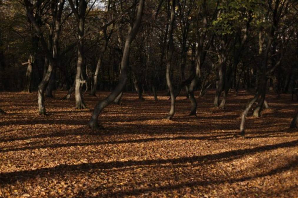 El Bosque Pădurea Hoia, Rumania ► El bosque al oeste de la ciudad rumana Cluj-Napoca se ganó la reputación de un lugar paranormal gracias a los avistamientos frecuentes de los OVNI y otros fenómenos extraños. A los habitantes locales no les da miedo pasear por el bosque pero se cree que estar en él durante mucho tiempo puede provocarte náuseas, irritación y mareos. Por supuesto, todo esto se podría pasar por leyendas urbanas, si no fuera por las fotos de los objetos voladores no identificados, que resultaron ser auténticas.<br/>