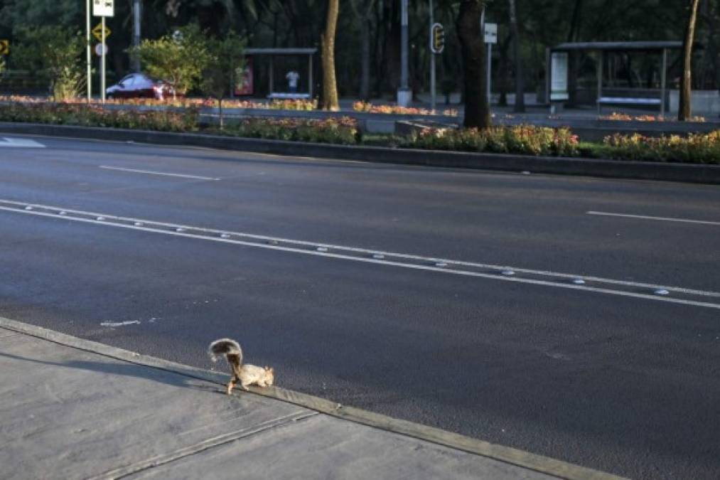 Una ardilla saltó a la calle en busca de comida en Ciudad de México.