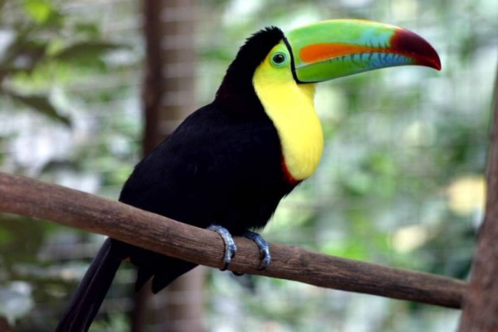 El Tucán se puede encontrar en los bosques y selvas tropicales del país. Debido a sus atractivos colores y su pico se halla amenazado por la caza. Foto:heybrian.com