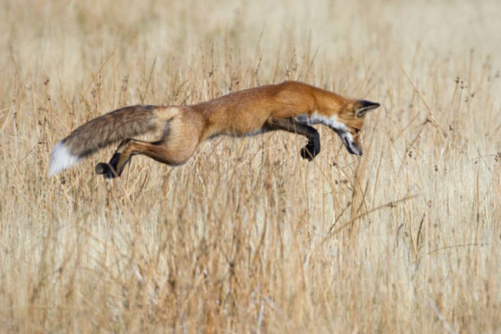 SALTO AFORTUNADO.<br/>'Lo más difícil fue anticiparse al salto', dice Stefanison de esta fotografía realizada en el Parque Nacional de Yellowstone, en la que un zorro salta sobre su presa. CONNOR STEFANISON (CANADA)