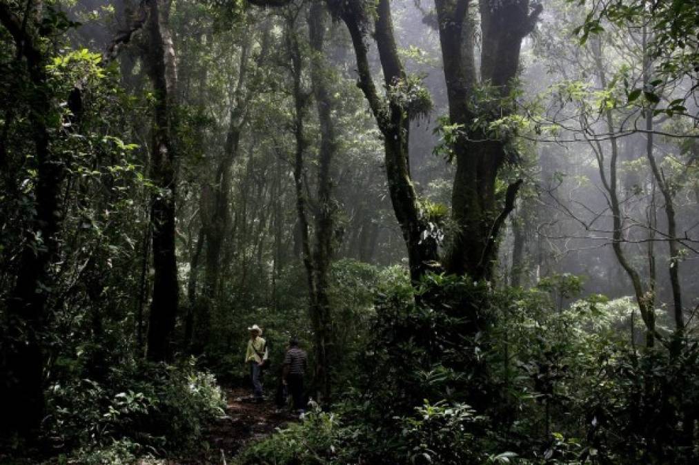 Bosque El Tipal en Ocotepeque es uno de los más visitados.