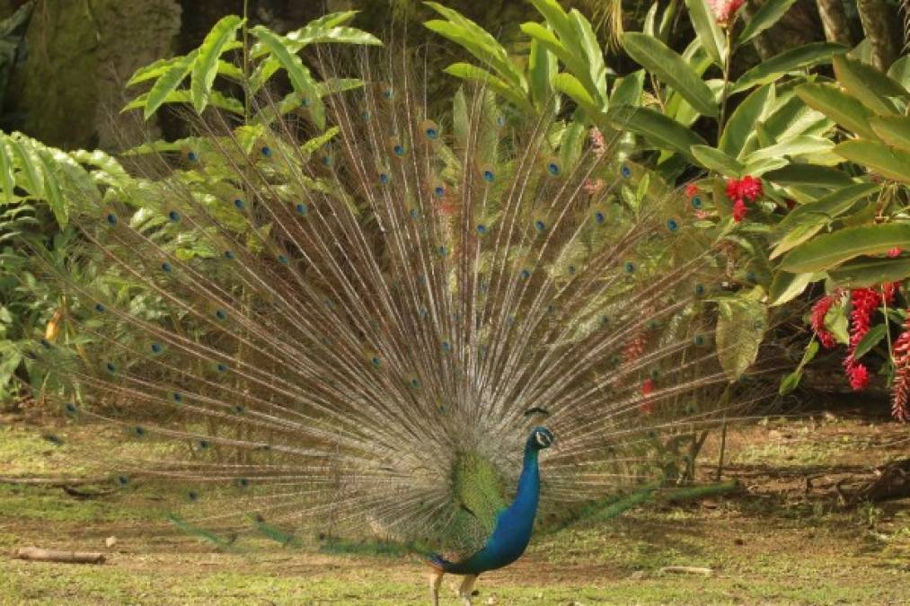 Un elegante pavo real con su bello plumaje en el parque San Ignacio.