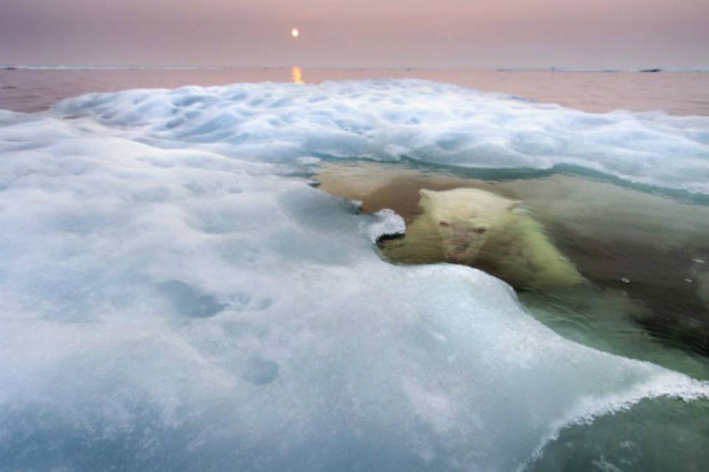 EL OSO 'MARINO'. Fotografía hecha en bahía de Hudson, en Canadá, que muestra las capacidades acuáticas de los osos polares, que pasan la mayor parte de su tiempo nadando mientras cazan focas en los mares helados.