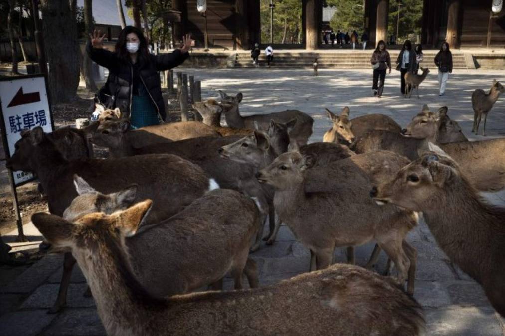 Cerca de 1.000 ciervos aprovecharon el confinamiento para pasearse tranquilamente por las calles y templos de Nara, antigua capital de Japón. Foto cortesía de AP