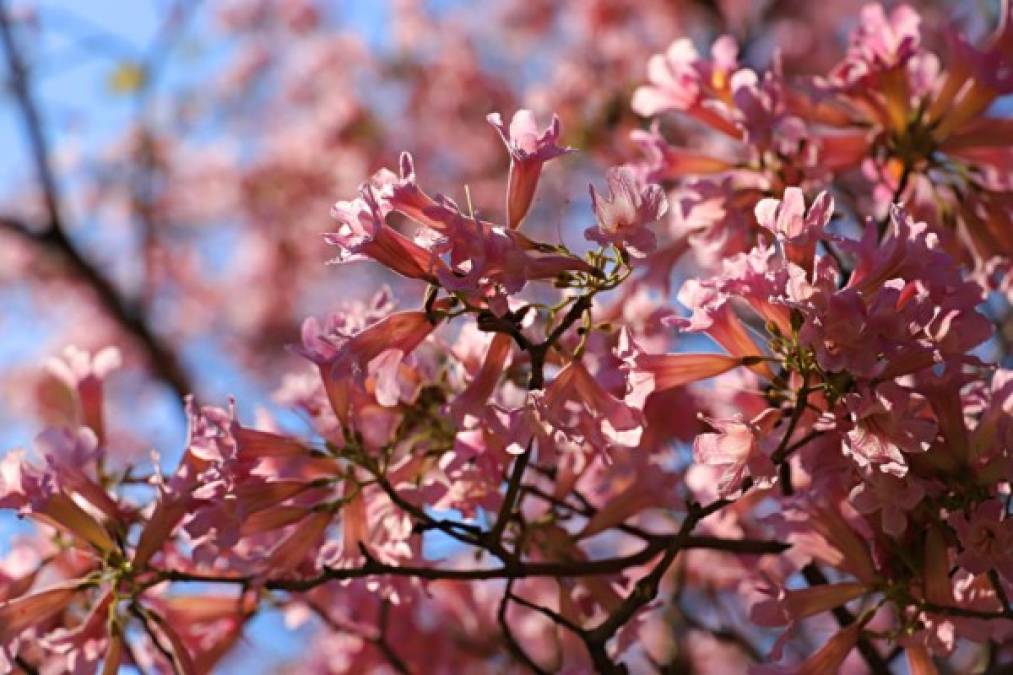 Algunos ciudadanos aprovechan lo colorido de las flores de Macuelizo para tomarse fotografías. Foto Melvin Cubas.