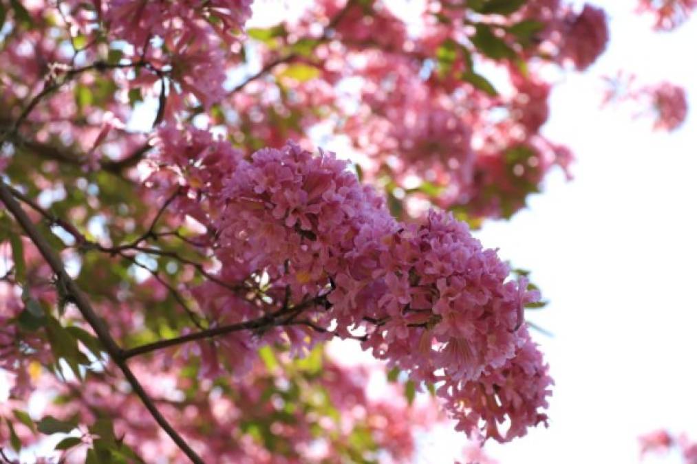 La belleza de esta flor contrasta con el espíritu del sampedrano que cada mañana se traslada por las calles y avenidas a su lugar de trabajo. / Foto Melvin Cubas