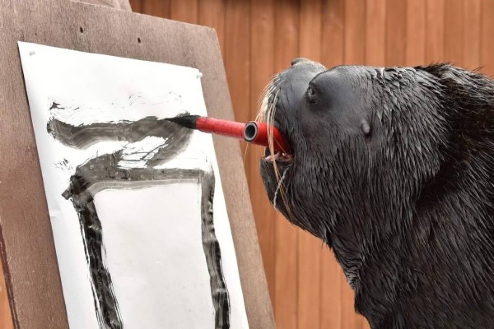 Japón. León marino hace caligrafía. El león marino Leo en una sesión de caligrafía pinta el carácter del “Gallo” en el acuario de Yokohama. Foto: AFP/KAZUHIRO NOGI