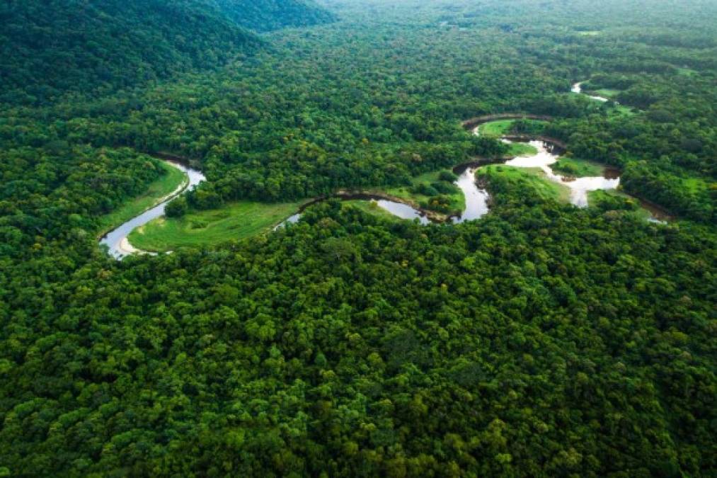 - El 25 % de la superficie del continente<br/><br/>Es la mayor floresta tropical del mundo y representa poco más de la mitad del bosque húmedo que existe en el planeta, que junto con las plantas marinas es clave para la generación de oxígeno.<br/>