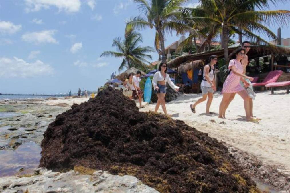 El sargazo tiene la facilidad de crecer muy rápido, duplicando su biomasa en menos de 20 días si las condiciones para su crecimiento son favorables, como sucede en el caribe mexicano, donde los turistas han visto afectadas sus vacaciones por la invasión de este tipo de alga.