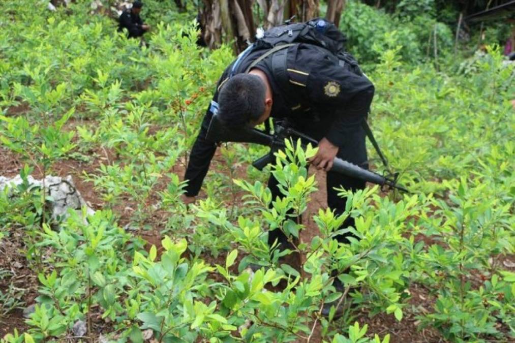 El hallazgo se produjo en un sector montañoso de Izabal, lo que hace recordar la serie El Señor de los Cielos, en la que el capo tenía laboratorios clandestinos en montañas y la selva.