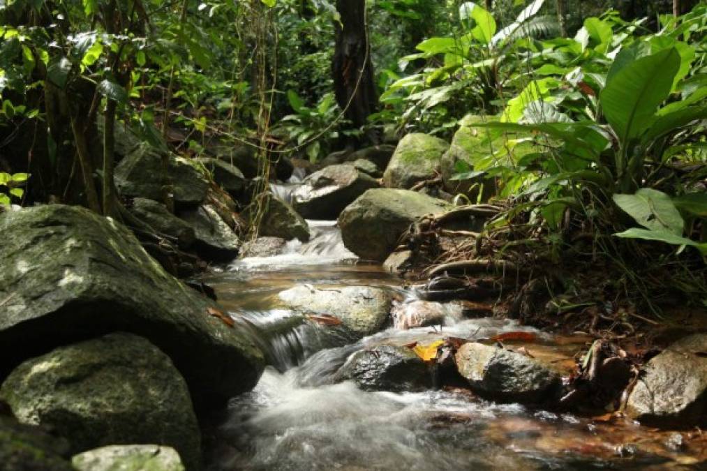 La naturaleza está por todos lados.