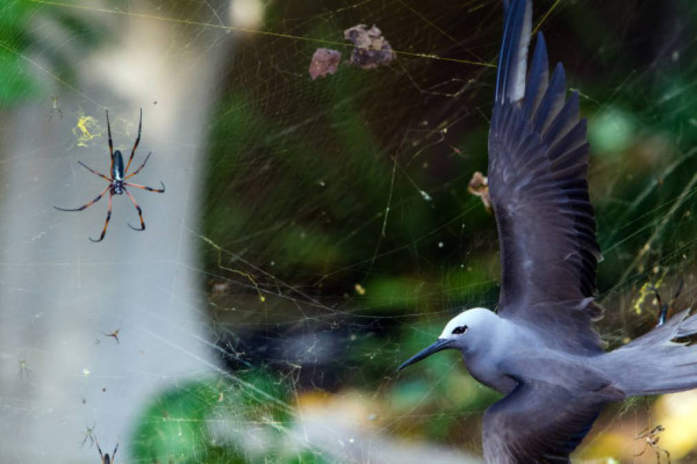 SITUACIÓN PELIAGUDA.<br/>Un pájaro permanece cautivo en una tela de araña gigante fabricada por las arañas de patas rojas de las islas Seychelles. Sus telas alcanzan tamaños de hasta metro medio de diámetro en las que cazan insectos voladores, pájaros e incluso murciélagos. ISAK PRETORIUS (SUDÁFRICA)