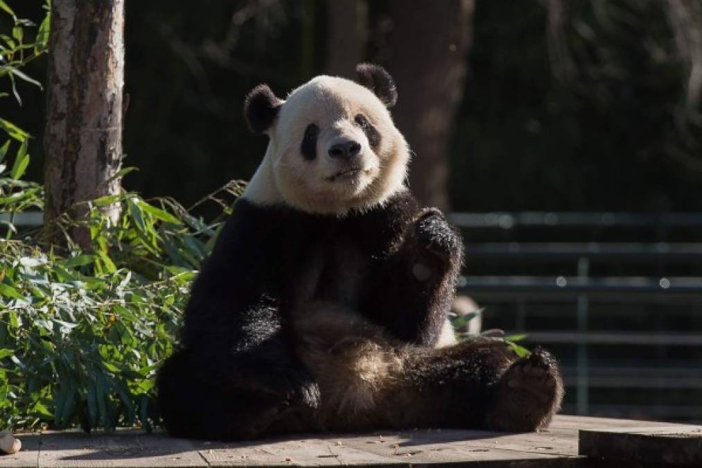 'Gu Gu es un panda muy guapo', señaló Li, quien aseguró que además es 'muy bueno durante sus entrenamientos y muy dispuesto a enseñar sus habilidades ante las personalidades importantes'.