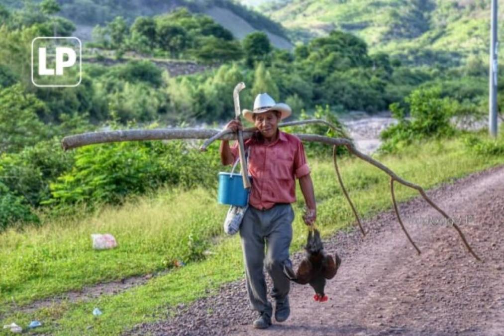 La labores del campo: este respetuoso campesino carga la leña que probablemente servirá para preparar el almuerzo, o quizá, la cena.