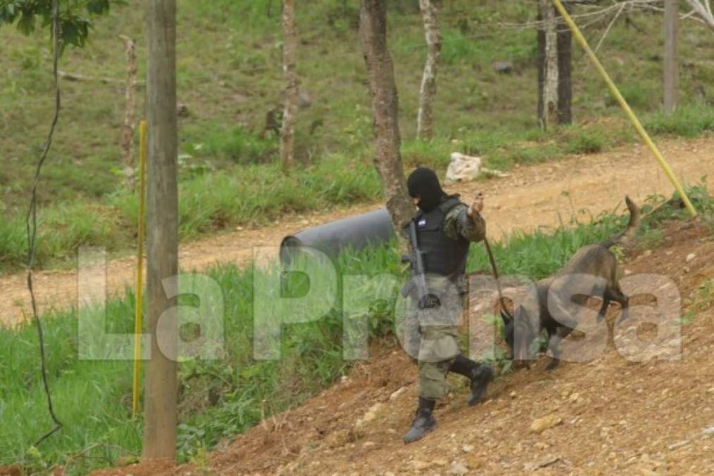 Los perros adiestrados inspeccionaron la zona en busca de droga.