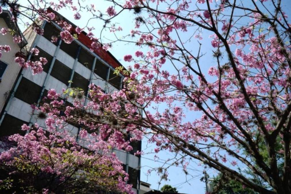 Al igual que en el parque de la capital industrial, otras zonas de la ciudad también se embellecen sobre el manto rosa de las flores de macuelizo. / Foto Cantarero.