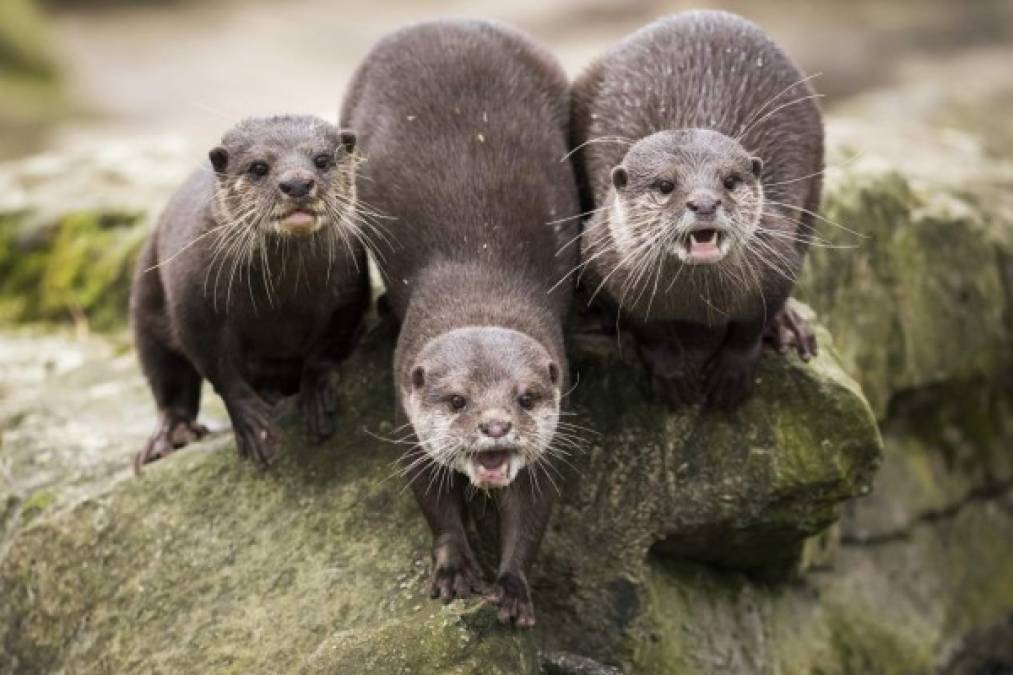 alemania. 1 de nero en el zoológico. Nutrias chillan ante visitantes en el Zoológico de Berlín, tusitas acudieron en masa por inusualmente día cálido.