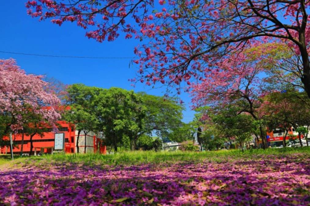 En la avenida circunvalación de San Pedro Sula también se puede disfrutar del paísaje cubierto de color rosa. / Foto Melvin Cubas