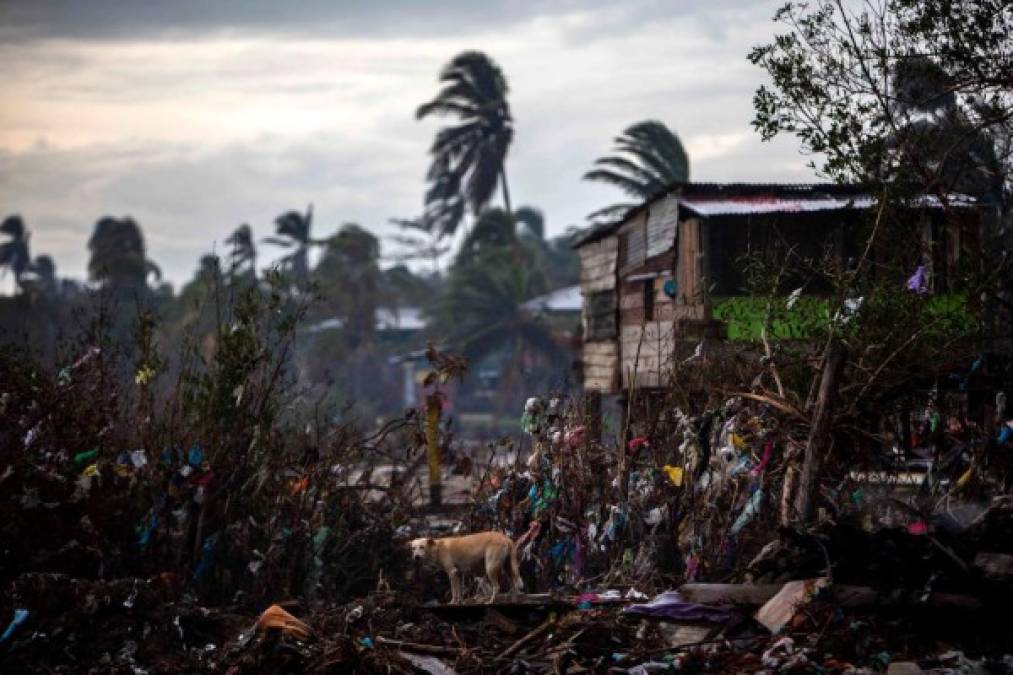 A dog eats from the rubble of houses destroyed by the passage of Hurricane Eta, in Bilwi, Puerto Cabezas, Nicaragua, on November 15, 2020, before the arrival of Hurricane Iota. - Hurricane Iota is forecast to strengthen to an 'extremely dangerous' Category Four by the time it makes landfall in Central America on Monday, the US National Hurricane Center warned, two weeks after powerful storm Eta devastated much of the region and left more than 200 people dead or missing. (Photo by STR / AFP)