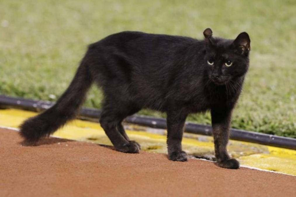Este gato negro llegó al estadio Olímpico previo al pitazo inicial en el duelo Olimpia vs Seattle Sounders.