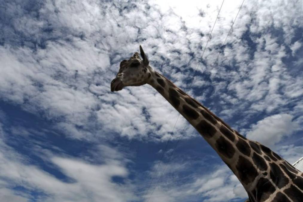 La jirafa macho Big boy, de cinco metros de altura, no tiene problemas de alimentación porque Guisa, un cuidador de 22 años, corta el pasto en la cima de una pequeña colina, reverdecida por las lluvias, con el que alimenta al imponente rumiante. AFP