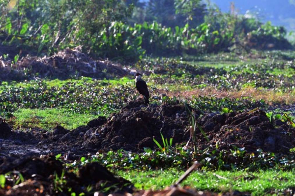 Las lagunas de Jucutuma, de 400 ha, y Ticamaya, de 317 ha, son joyas de la naturaleza que se encuentran apenas 10 km al noreste de San Pedro Sula, cerca de la costa caribeña. Pero la sequía las tiene al borde de su desaparición.