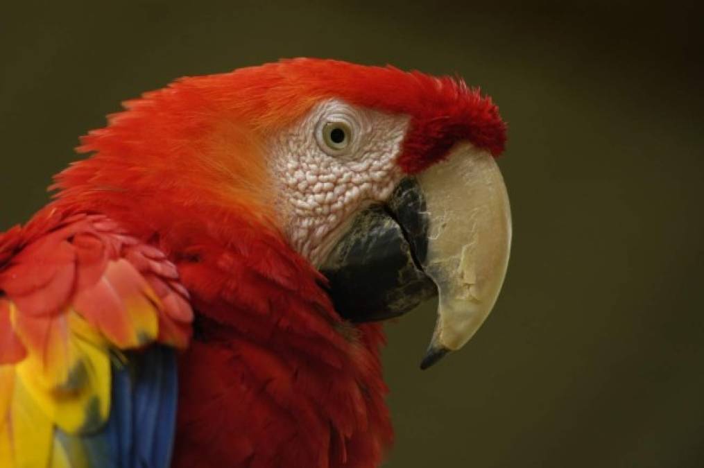 Guara roja, declarada ave nacional de nuestro país y también considerada ave sagrada por los antiguos mayas;habita en los departamentos de Gracias a Dios, Olancho, Colón y Atlántida. Foto:.hondurastips.hn