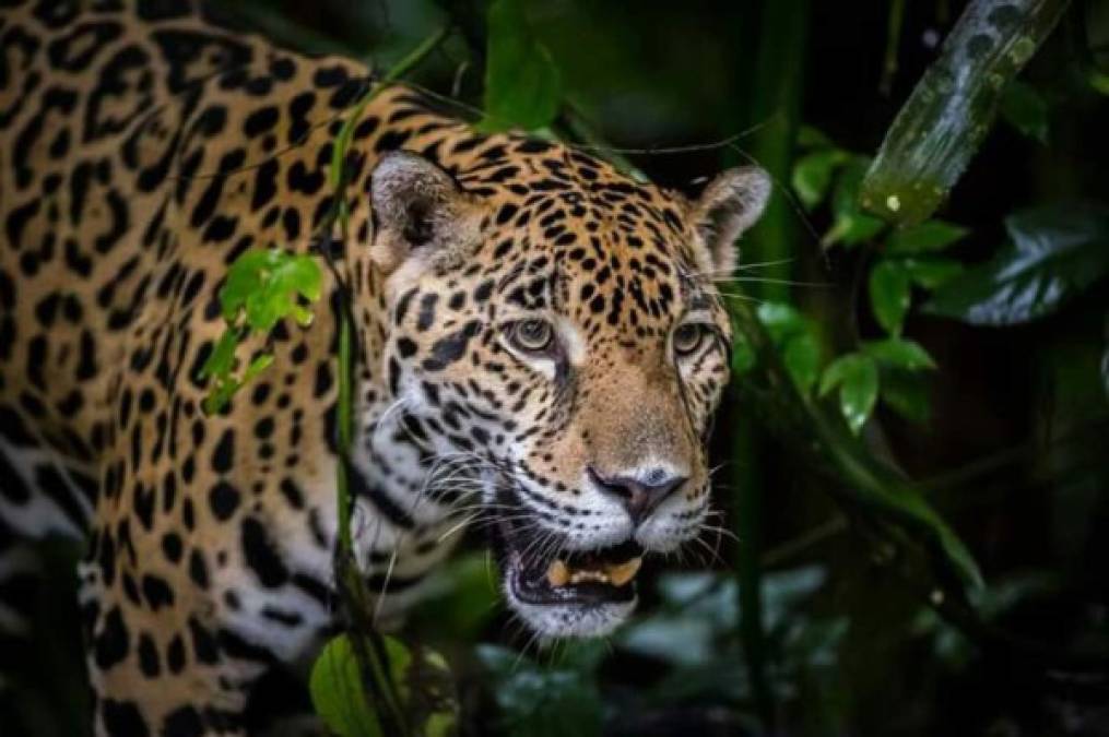 En estas regiones de Honduras se puede encontrar el felino:<br/><br/>- Atlántida: Parque Nacional Pico Bonito, Parque Naciona Punta Sal, Texiguat<br/>- Colón: Sico<br/>- Gracias a Dios: Las Marías, Mocorón, Kraosirpe, Río Plátano e Ibans<br/>- Cortés: Parque Nacional Cusuco y Merendón.<br/>- Choluteca: La Berbería, Reserva de las Iguanas