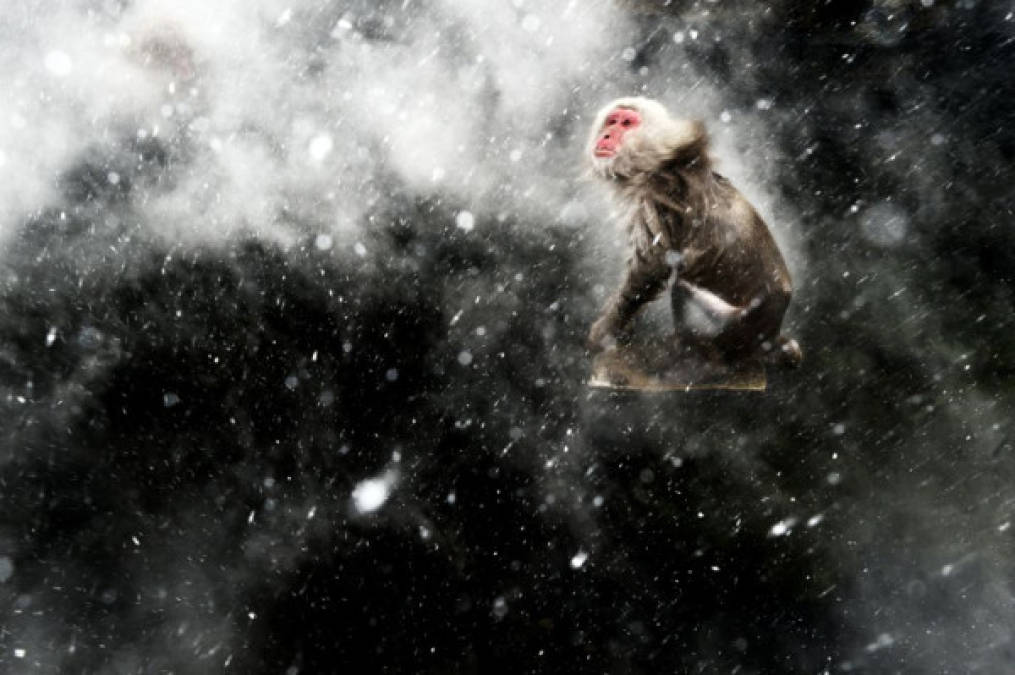 EL MOMENTO 'NIEVE'. Fotografía de un macaco japonés realizada junto a las aguas termales de Jigokudani, en Japón. El efecto 'nieve' se debe al choque de un golpe de viento frío con el vapor de agua que emerge del agua.<br/>JASPER DOEST (HOLANDA)